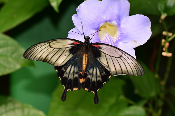 Great Mormon butterfly