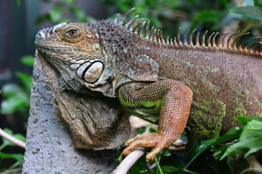 İguana pozlar onun portre için.