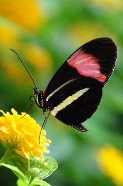 Postacı buttterfly bahçelerde toprakları.