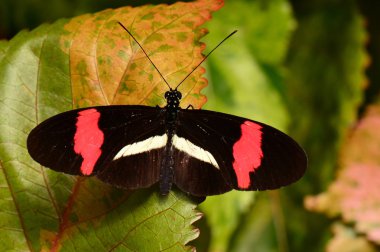 Postacı buttterfly bahçelerde toprakları.