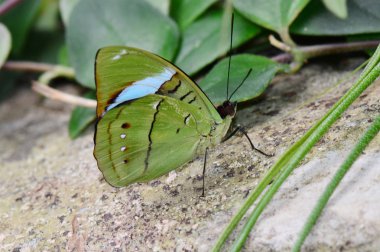 Ortak olivewing kelebek
