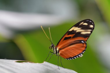 Isabela uzun kanat kelebek.