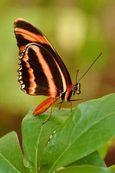 Tigre ala larga mariposa — Foto de Stock