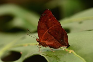 Yaprak kanat kelebek bahçelerde toprakları.