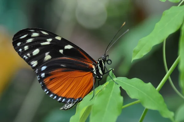 Helicón dorado festín de mariposas en el néctar en los jardines . — Foto de Stock