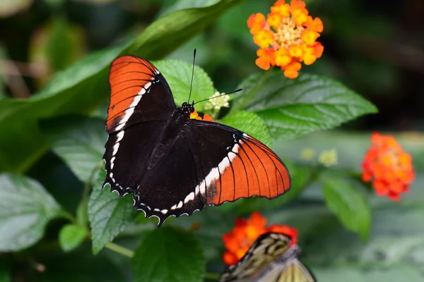 Rusty tipped page butterfly — Stock Photo, Image