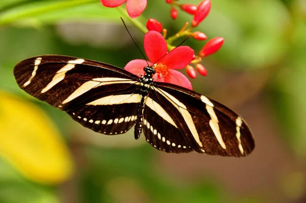 Zebra-Schmetterling mit langen Flügeln im Garten. — Stockfoto