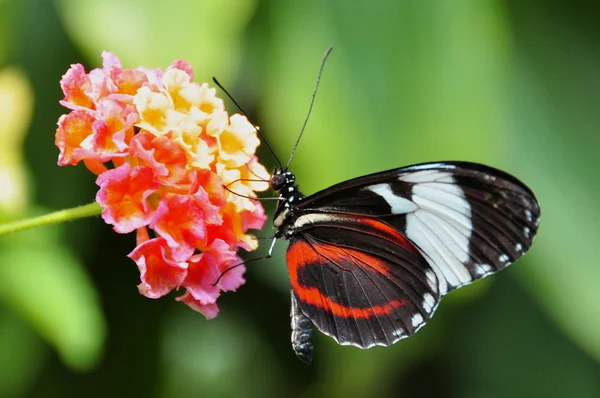 Černá a bílá dlouhá křídla motýlí — Stock fotografie