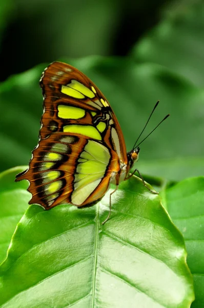 Uma borboleta malaquita pousa nos jardins . — Fotografia de Stock