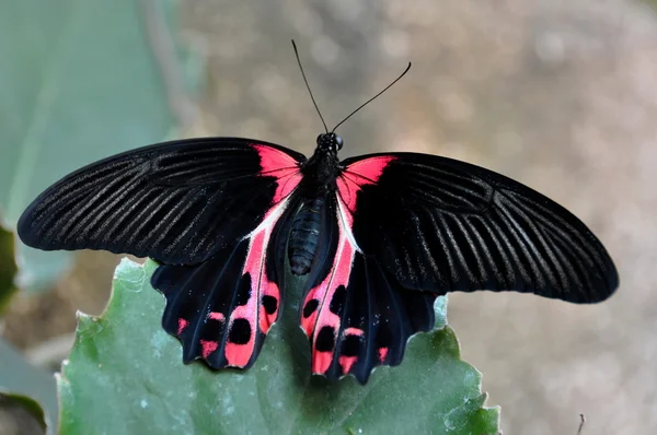 猩红色的摩门教徒蝴蝶在花园里. — 图库照片