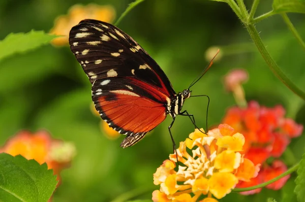 Papillon Helicon doré se régalant de nectar dans les jardins . — Photo