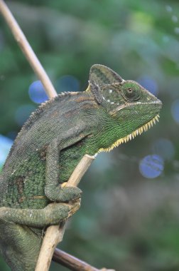 Karma Chameleon adında