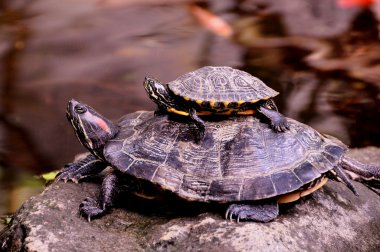 Mother and baby turtle. clipart