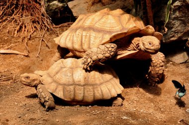 Sulcata kaplumbağa portre.