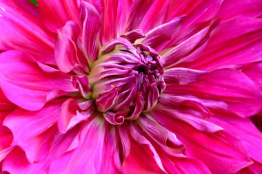 Dahlia bloom yakın ups