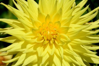 Dahlia bloom yakın ups