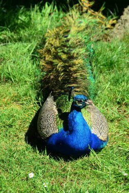 erkek tavuskuşu portre.