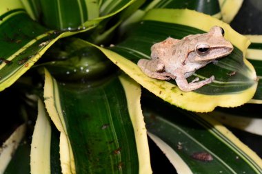 Yeşil ağaç kurbağası bir bitki üzerinde oturur.