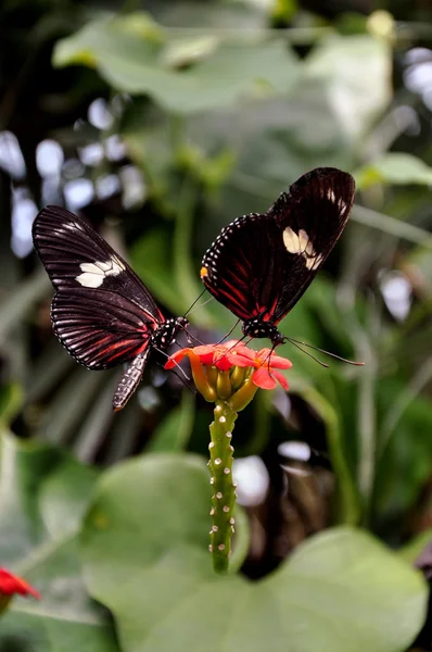 Ένα ζευγάρι της σίτισης πεταλούδες — Φωτογραφία Αρχείου
