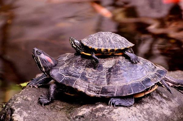 Moeder en baby turtle. — Stockfoto