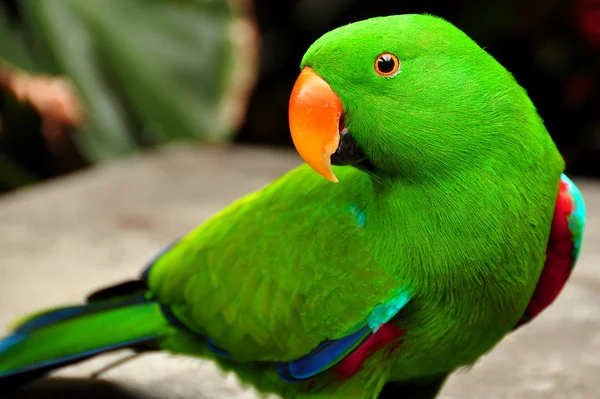 Zelené eclectus papoušek — Stock fotografie