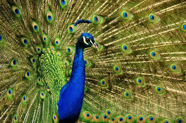 Pavo real mostrando sus bonitas plumas de la cola . — Foto de Stock