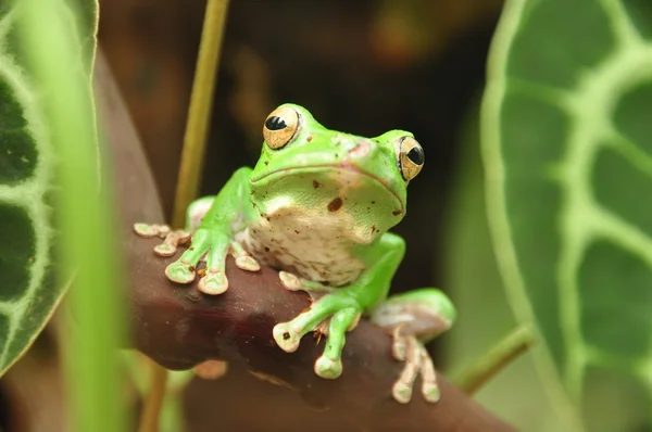 Vietnamesischer Laubfrosch — Stockfoto