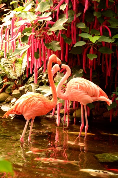 pembe flamingolar çifti