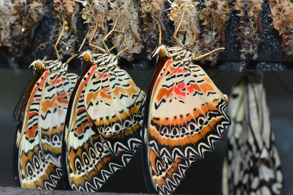 Capullos de mariposas en los jardines —  Fotos de Stock