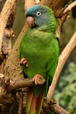 Yeşil papağan portre