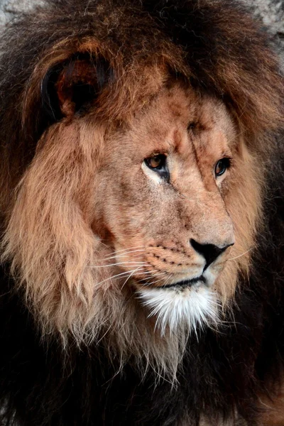Afrikaanse leeuw portret. — Stockfoto