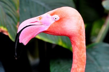 pembe flamingo kafa vurdu