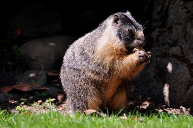 Yellow bellied Marmot portrait