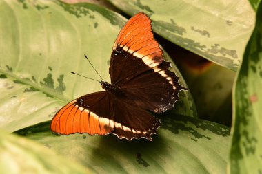 Rusty uçlu sayfa kelebek