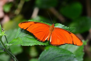 Orange Julia butterfly clipart