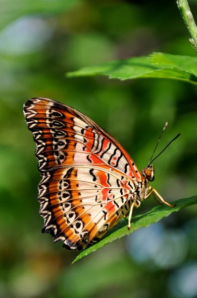 Borboleta vermelha de lacewing — Fotografia de Stock