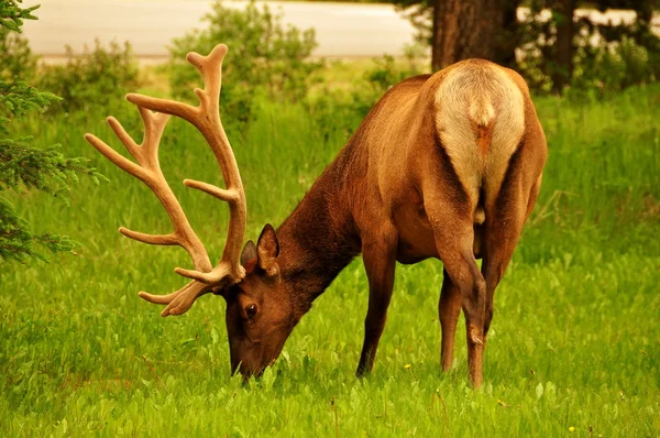 Bull Elk in the meadow. — Stock Photo, Image
