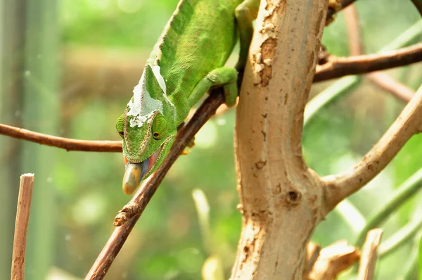 Karma chameleon — Stockfoto