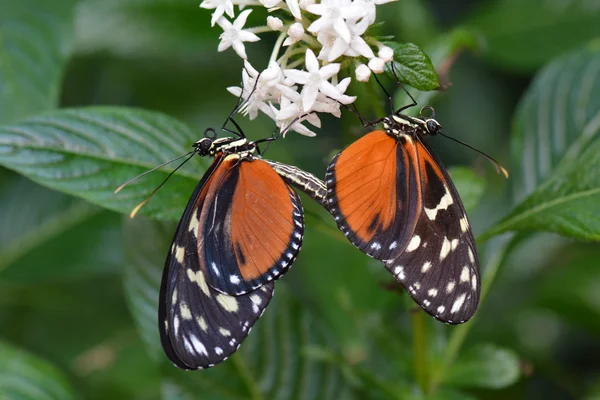 Золотые геликоновые бабочки — стоковое фото