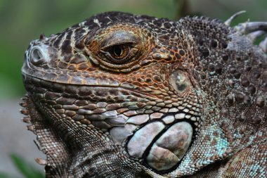 Bir Iguana portre