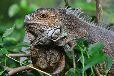 Bir Iguana portre