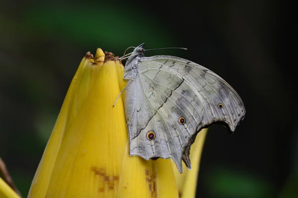 Mother of Pearl butterfly — Stock Photo, Image