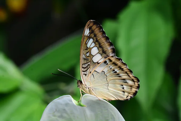 Cortador marrom borboleta — Fotografia de Stock