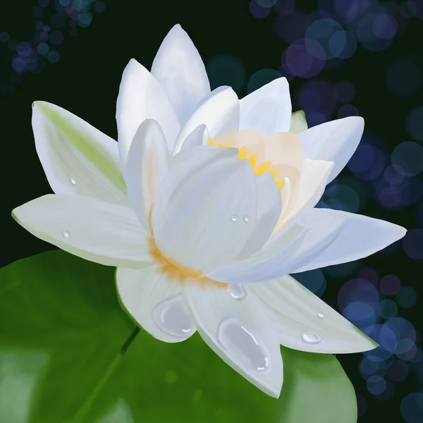 Weiße Lotusblume Auf Grünem Blatt — Stockfoto