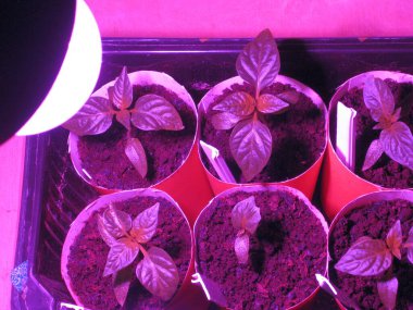 Ultraviyole ışık altında biber filizleri