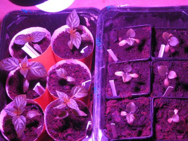 Ultraviyole ışığın altında biber ve patlıcan tohumları