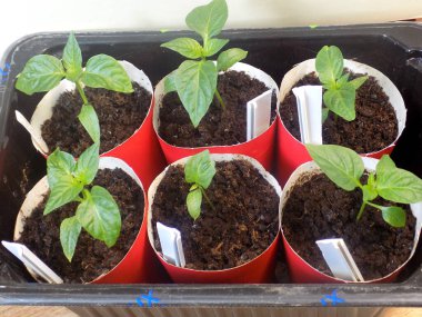 Biber tohumları bardaklarda yetişir.