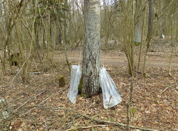 Raccolta Linfa Betulla Sacchetti Plastica Nella Vecchia Foresta — Foto Stock