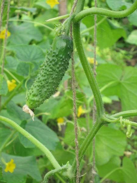 Cucumber Stem Tied Cord — Stock Photo, Image