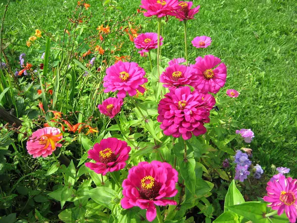 Helle Einjährige Zinnia Blüten Garten — Stockfoto